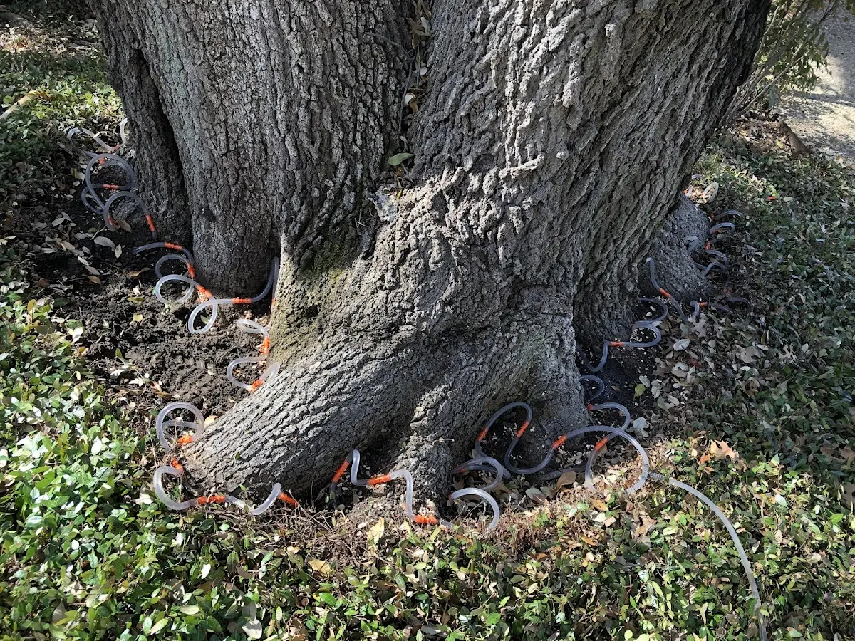 Detailed Tree Cabling and Bracing job site in Altadena